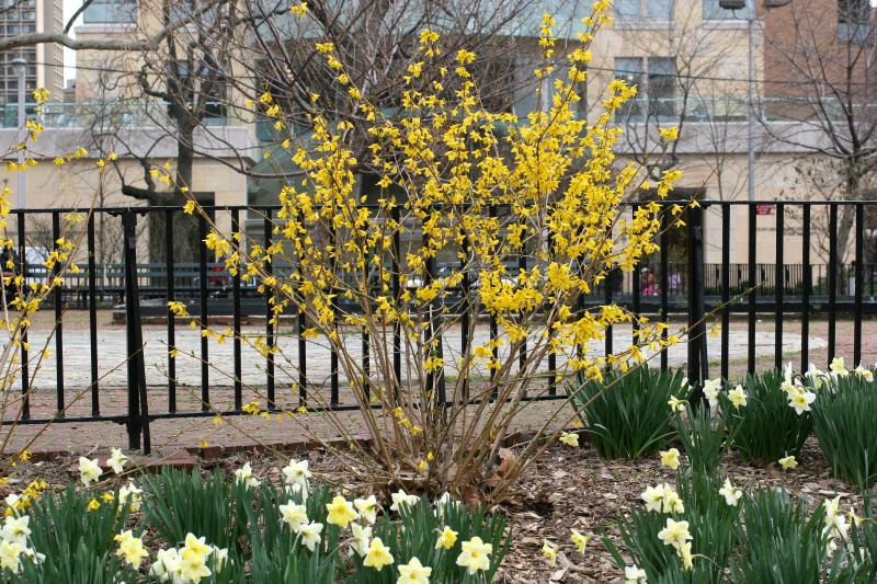 Forsythia & Daffodils