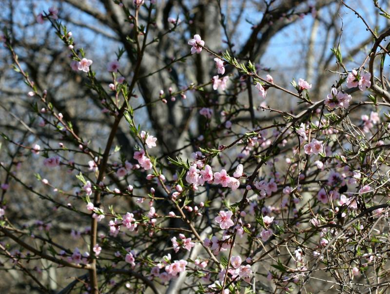 Plum Blossoms