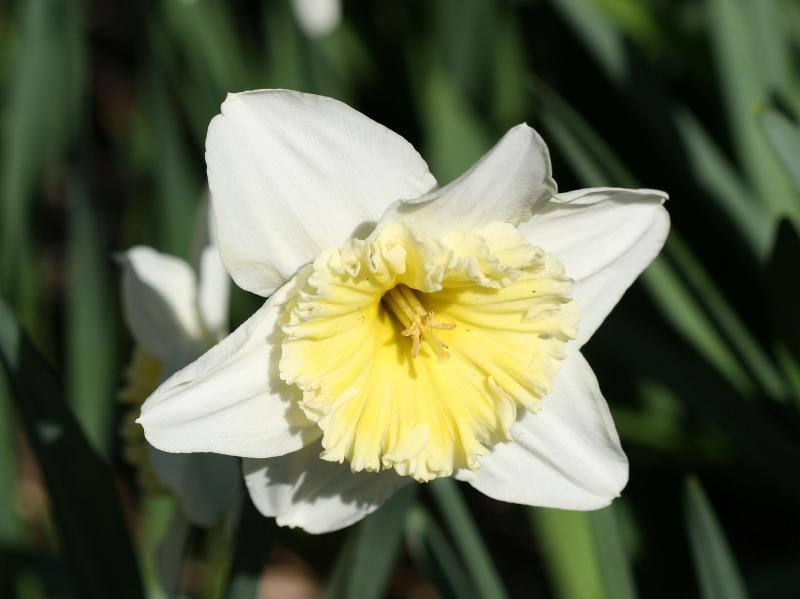 Daffodil