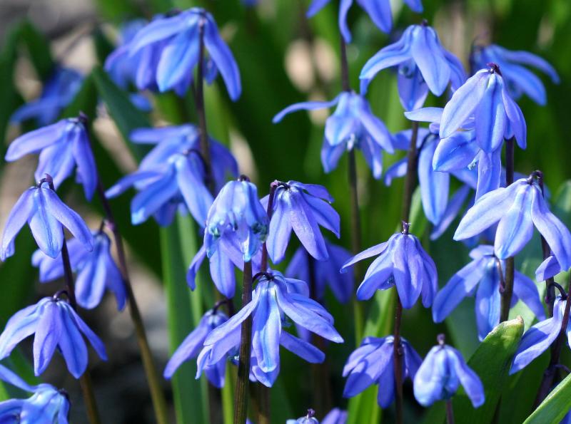 Squill (Scilla siberica)