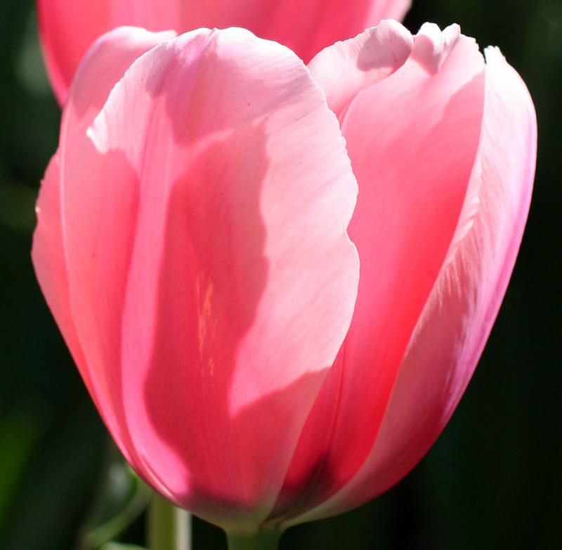 Tulip