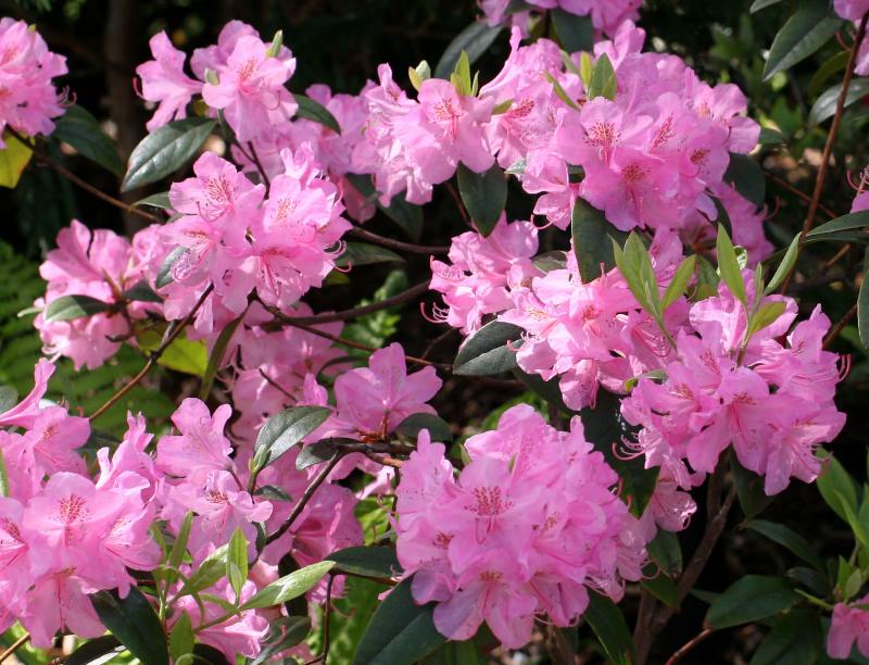 Azaleas