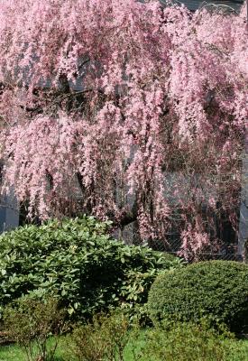 Cherry Blossoms