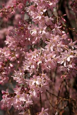 Cherry Blossoms