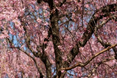 Cherry Blossoms