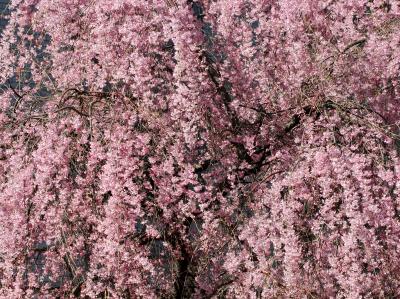 Cherry Blossoms