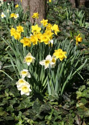 LaGuardia Place Gardens - Daffodils