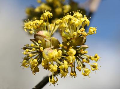  Cornus Carnelian