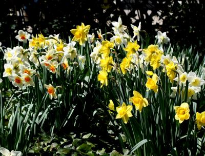 Daffodils - Grace Church