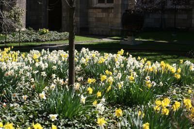 Daffodil Garden - Grace Church