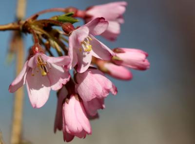 Cherry Blossoms