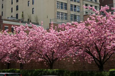 Cherry Tree Blossom  NYU AC on Bleecker at Mercer