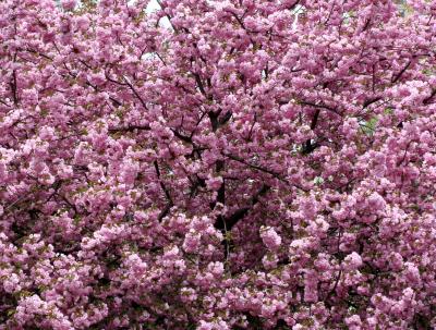 Cherry Tree Blossom  NYU AC on Bleecker at Mercer