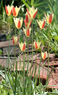 Tulips