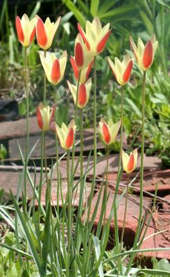 Tulips