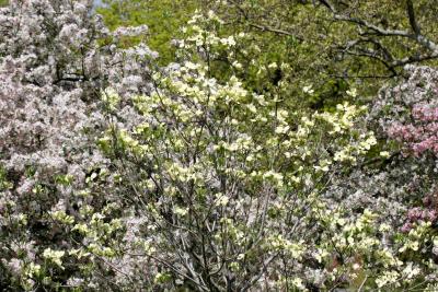 Dogwood & Crab Apple Blossoms WSP