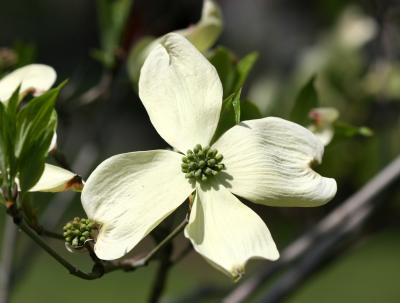 Dogwood Blossom WSP
