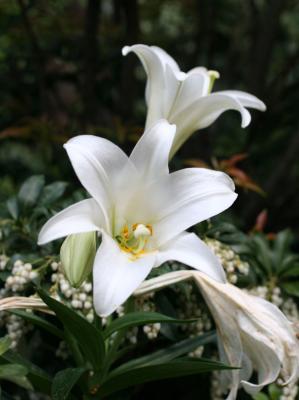 Lilies - Presbyterian Church