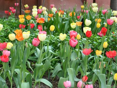 Tulips NYU Library Lane