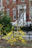 Forsythia  - Washington Square North