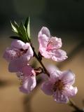 Plum Blossoms