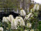 Fothergilla