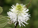 Fothergilla