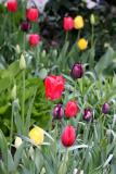 Tulips