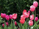 Tulips WSP