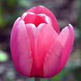 Tulip WSP