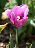 Tulip
