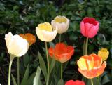 Tulips NYU Library Lane