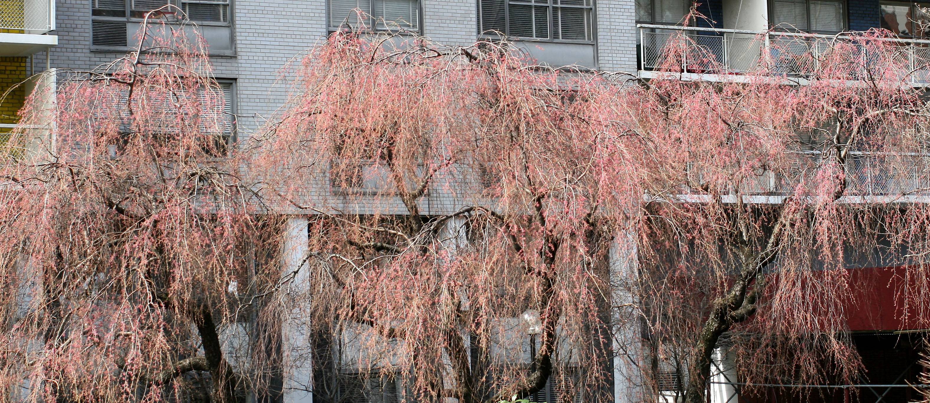 Cherry Trees