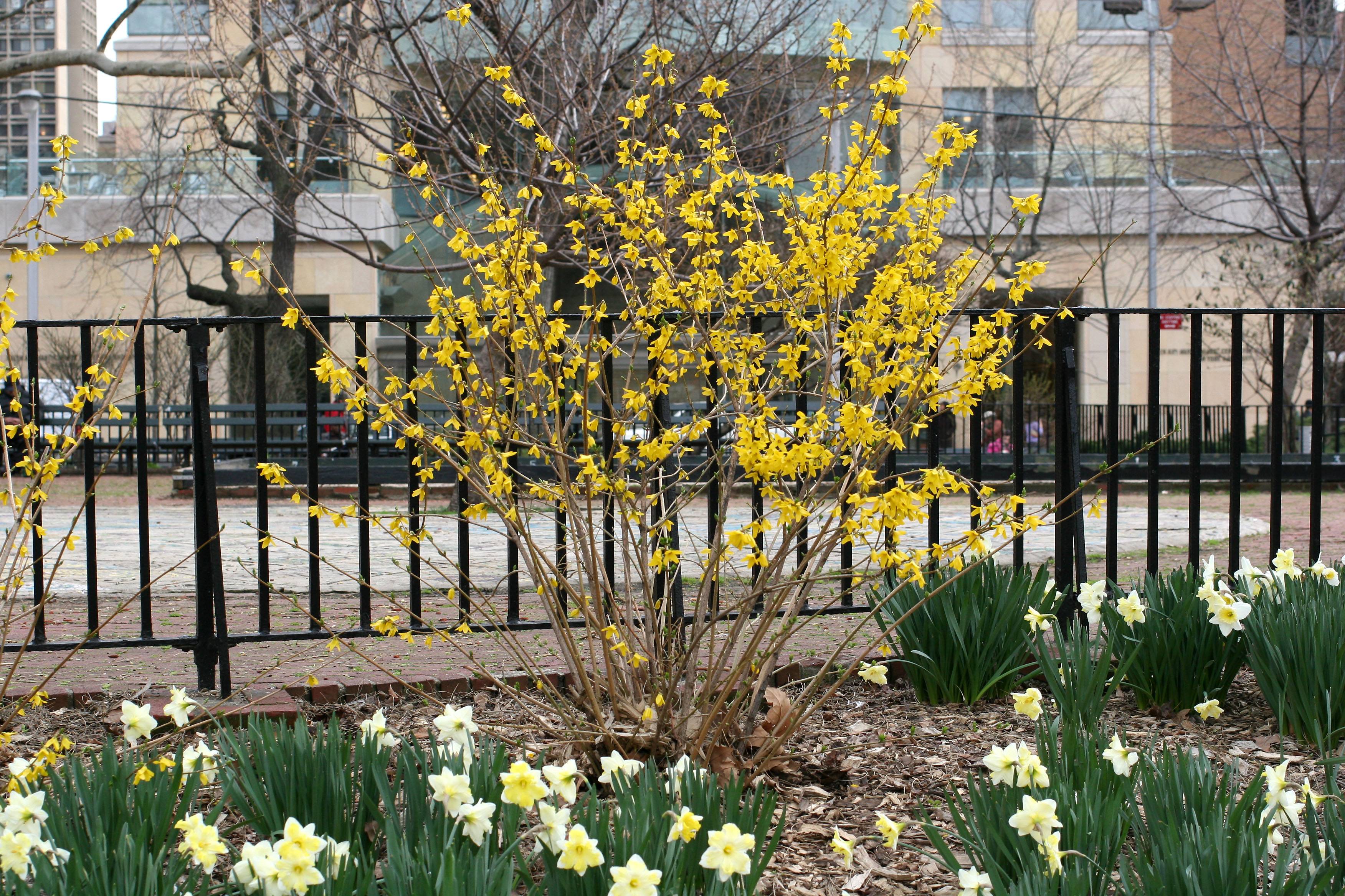 Forsythia & Daffodils