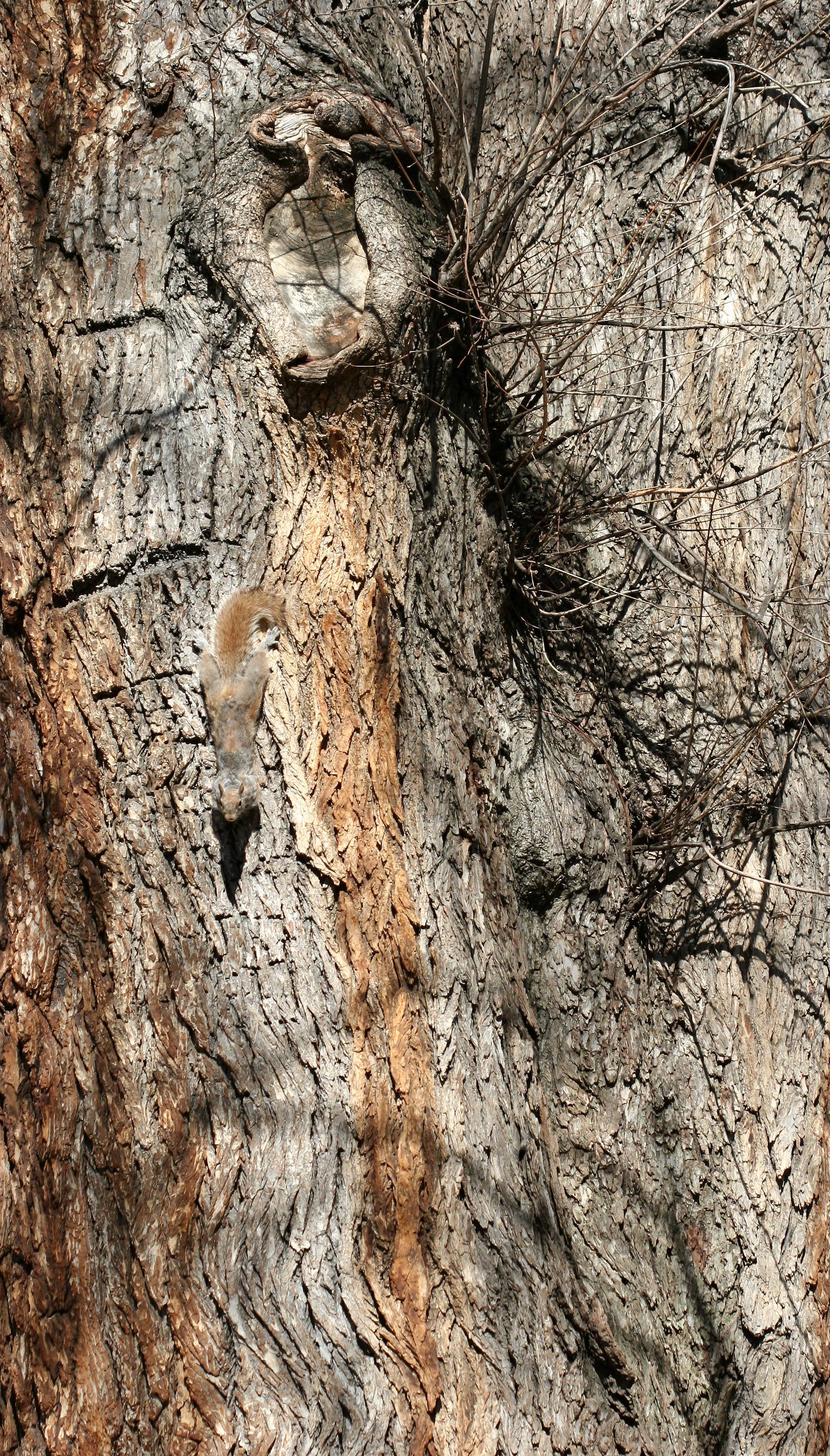 Grey Squirrel on English Elm