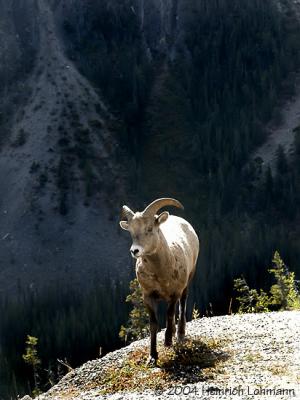 Mountain Sheep.jpg