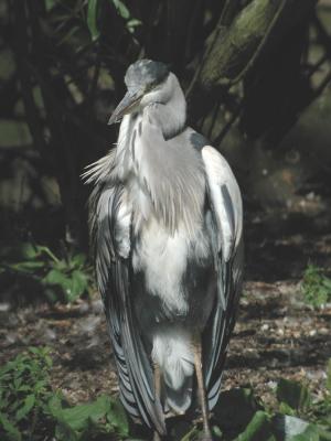 Ardea-cinerea-2.jpg