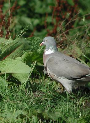 Columba-palumbus.jpg