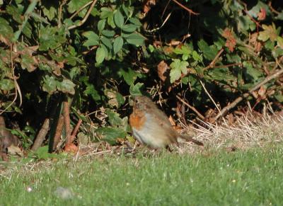 Erithacus-rubecula-2.jpg