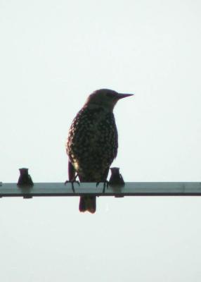 Sturnus-vulgaris.jpg