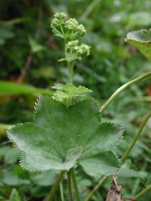 Alchemilla-vulgaris.jpg