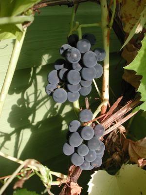 Vitis-x-riparia-Beta.jpg