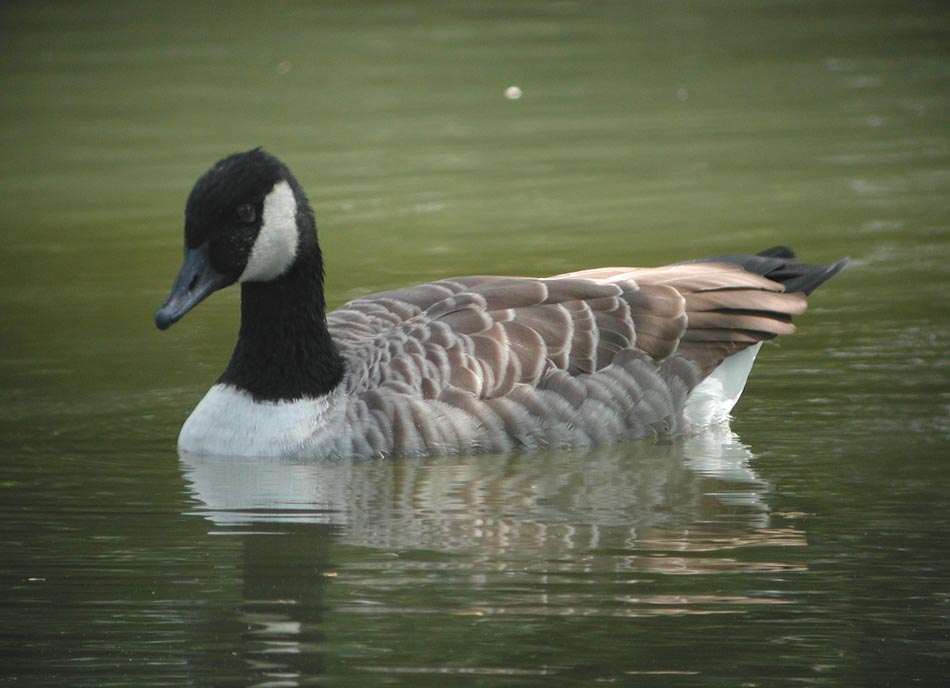 Branta-canadensis-2.jpg