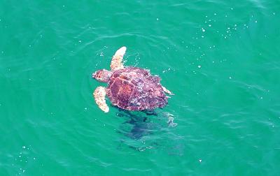 u15/huge_elvis/medium/4561728.PensacolaBeachpierTurtle.jpg