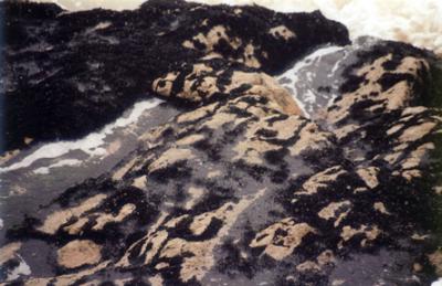 Black Moss