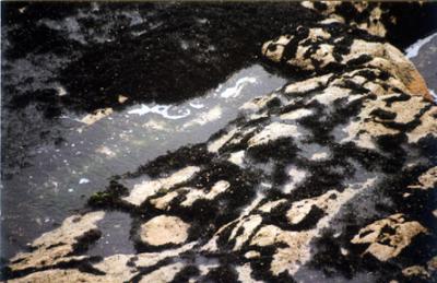 Black Moss