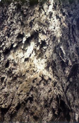 Oak Bark