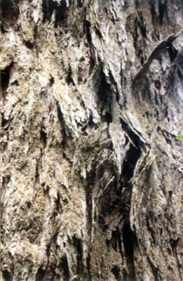Oak Bark