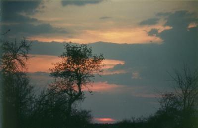 u15/huntl/medium/38885860.BushSunsetT.jpg