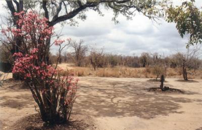 Bush Landscape